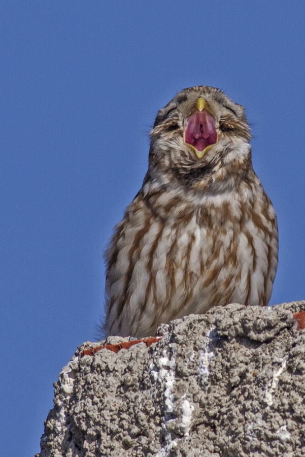 Little Owl