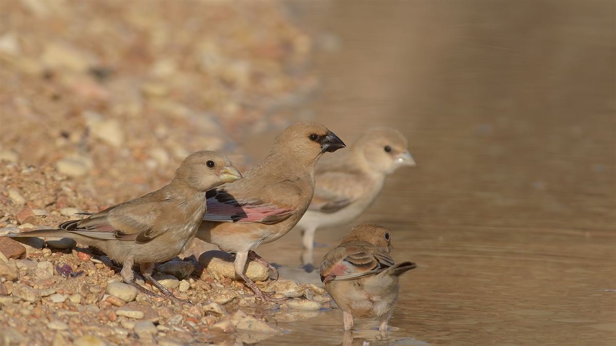 Desert Finch