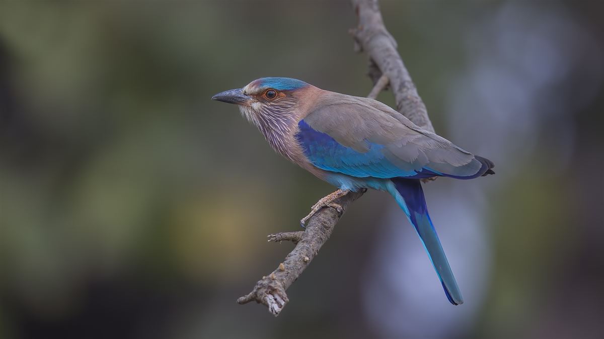Indian Roller