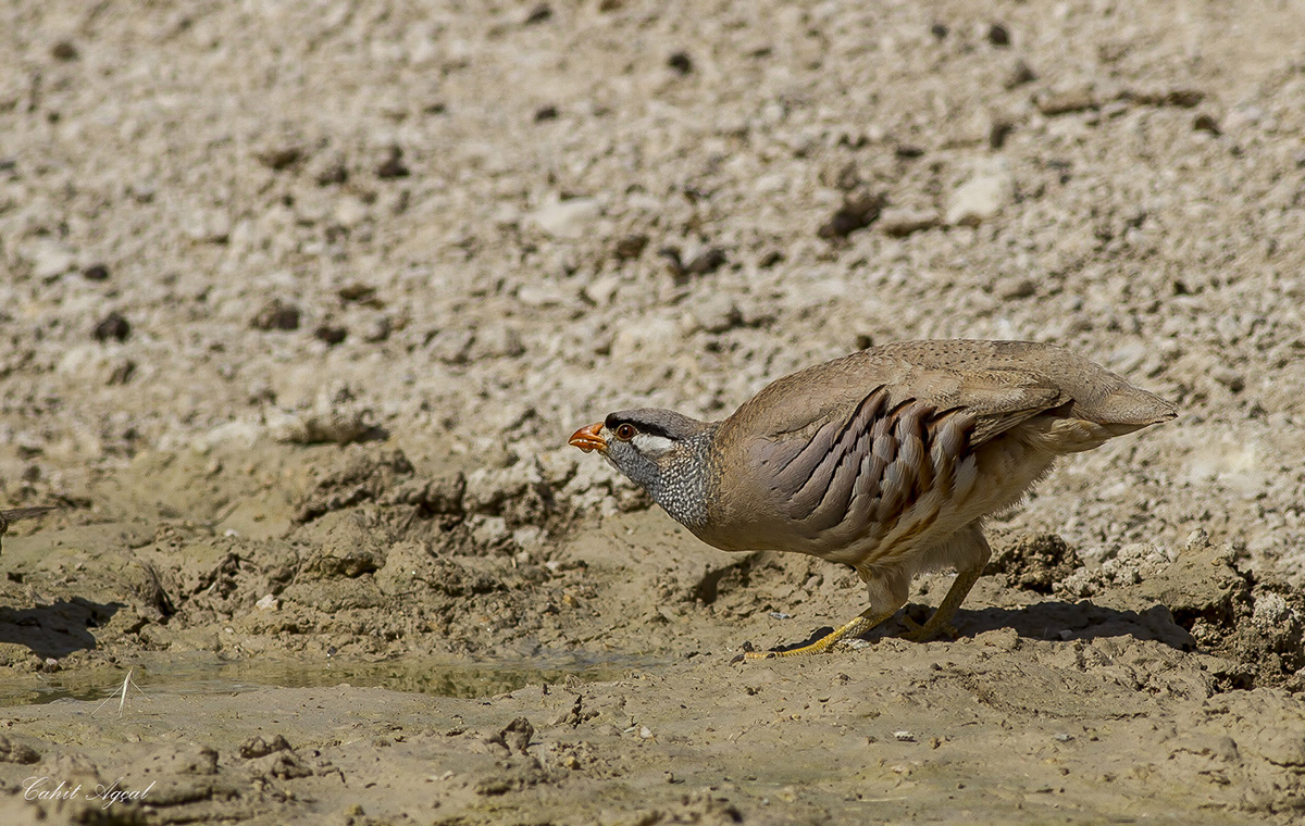 See-see Partridge