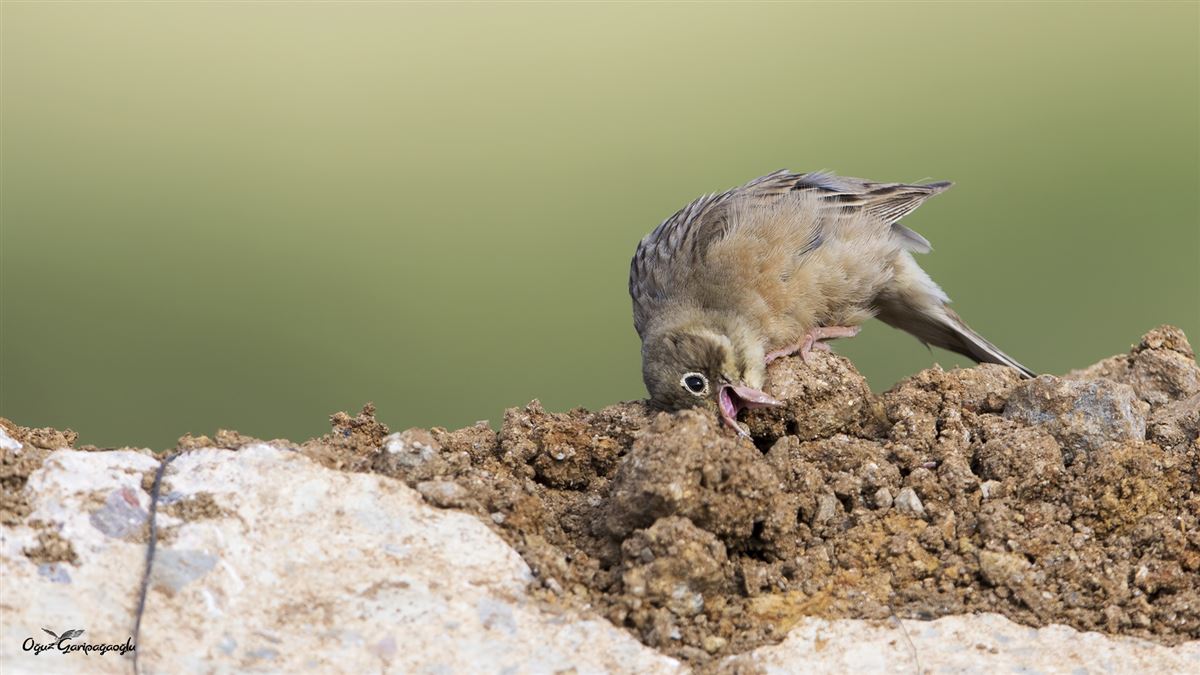 Ortolan Bunting