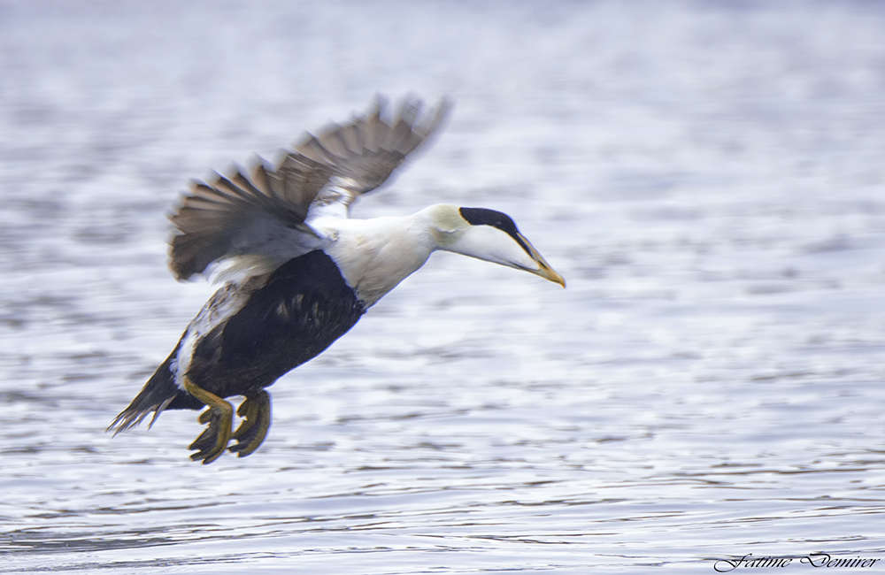 Common Eider