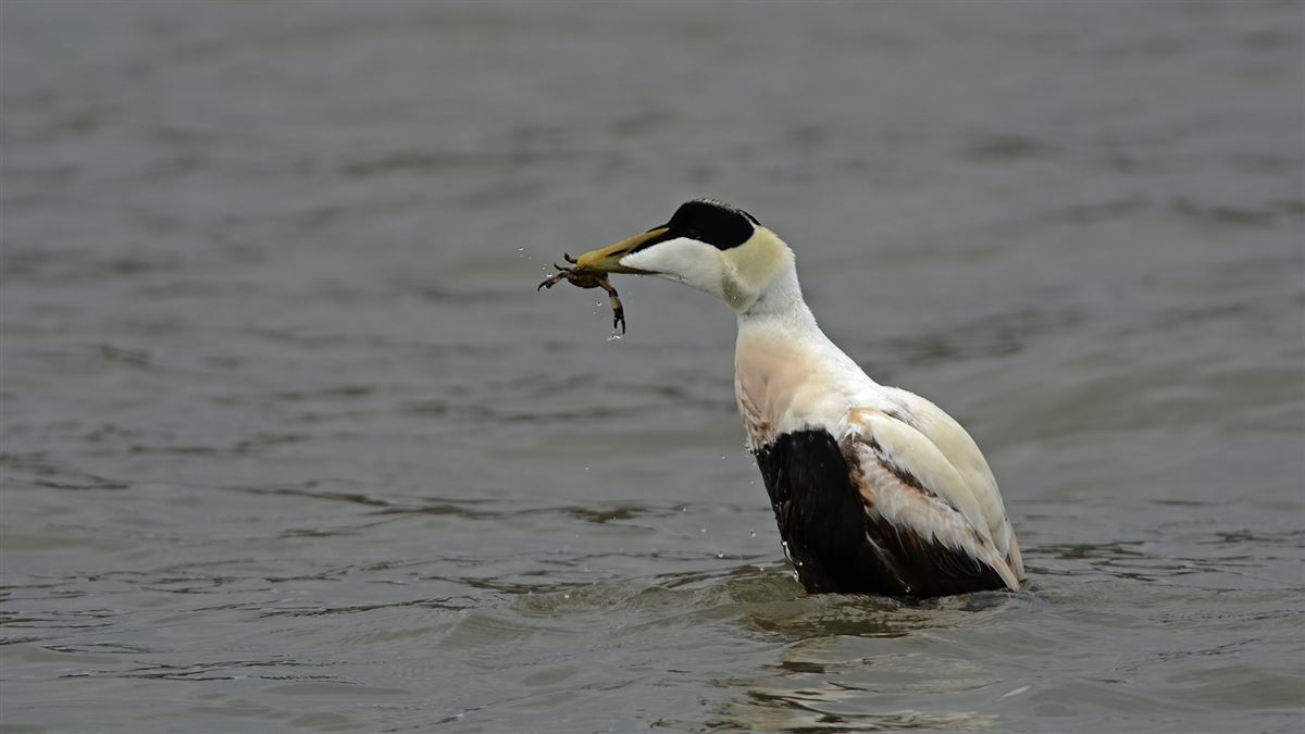 Common Eider