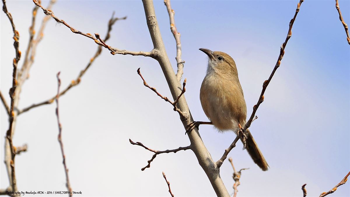 Iraq Babbler