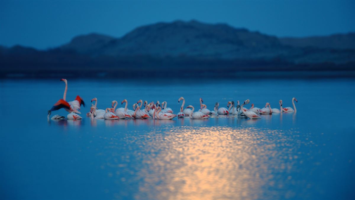 Flamingo