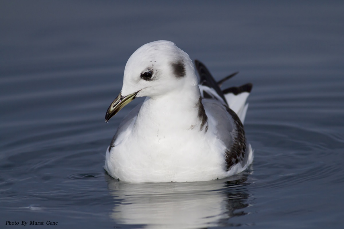 Black-legged Kittiwake