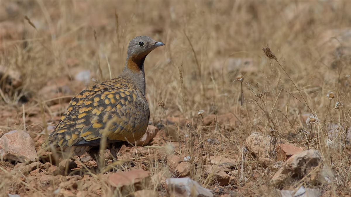Black-bellied Sandgrouse