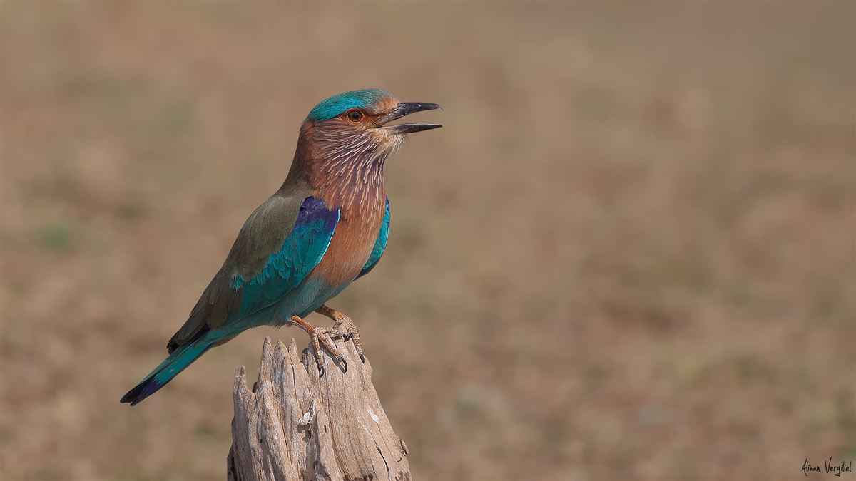 Indian Roller