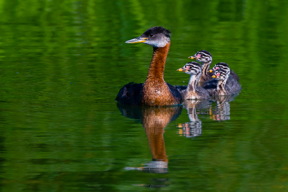 Red-necked Grebe