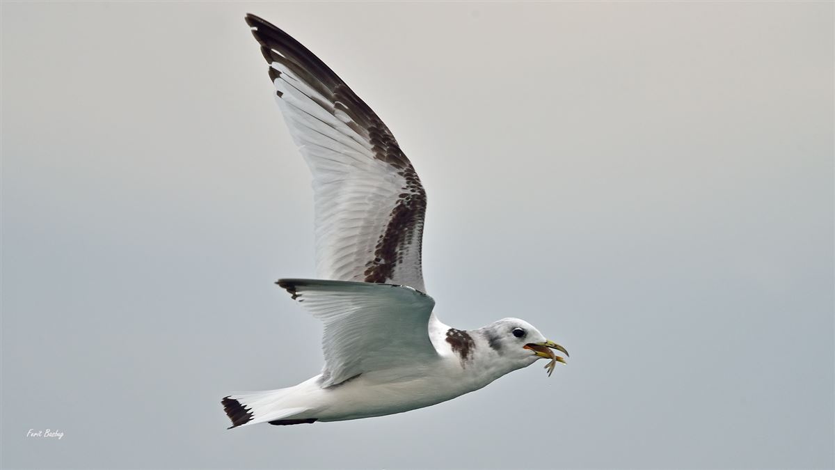 Black-legged Kittiwake