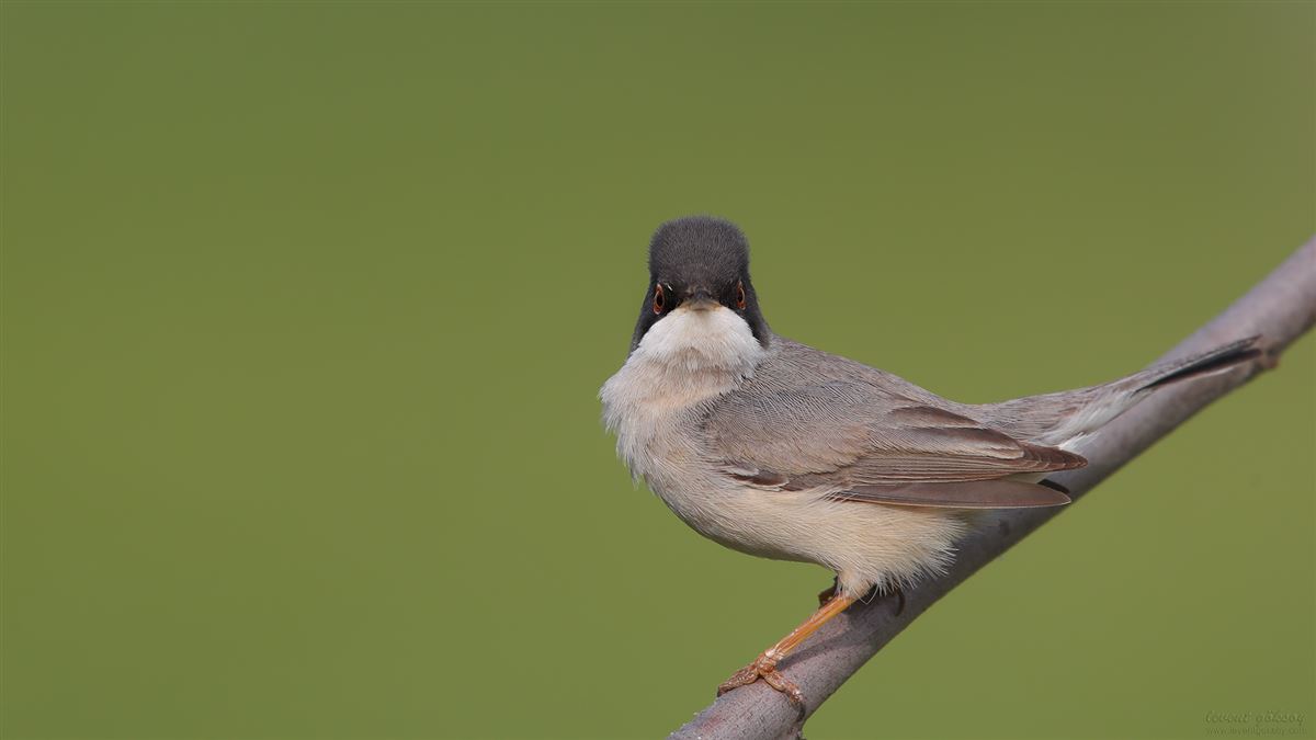 Menetries`s Warbler