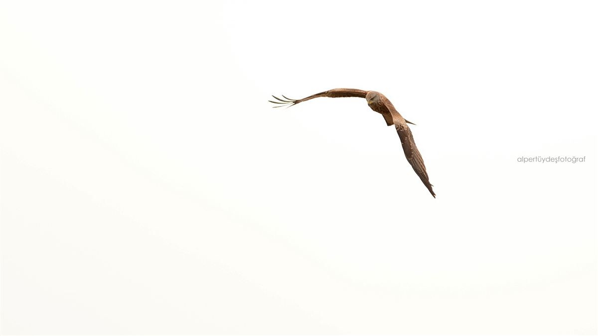 Red Kite