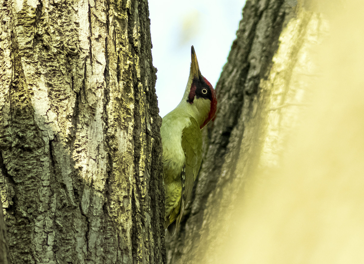 European Green Woodpecker