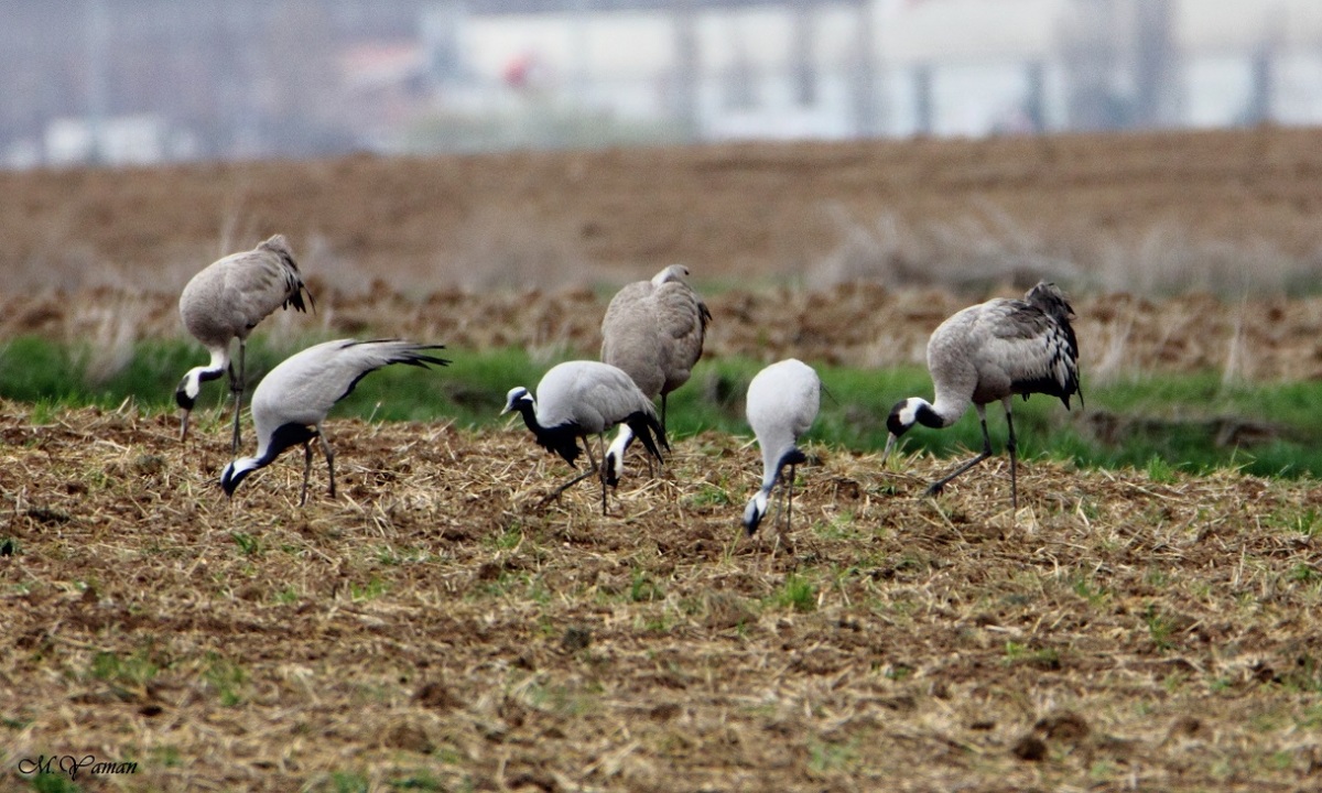 Demoiselle Crane