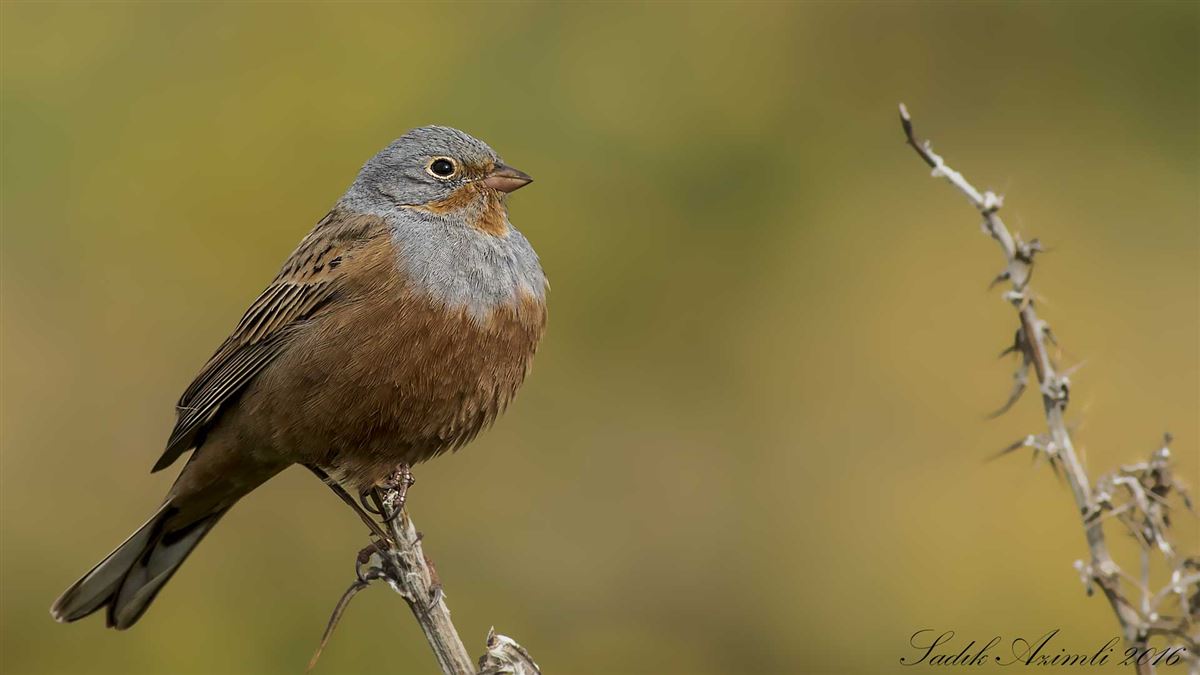 Cretzschmar`s Bunting