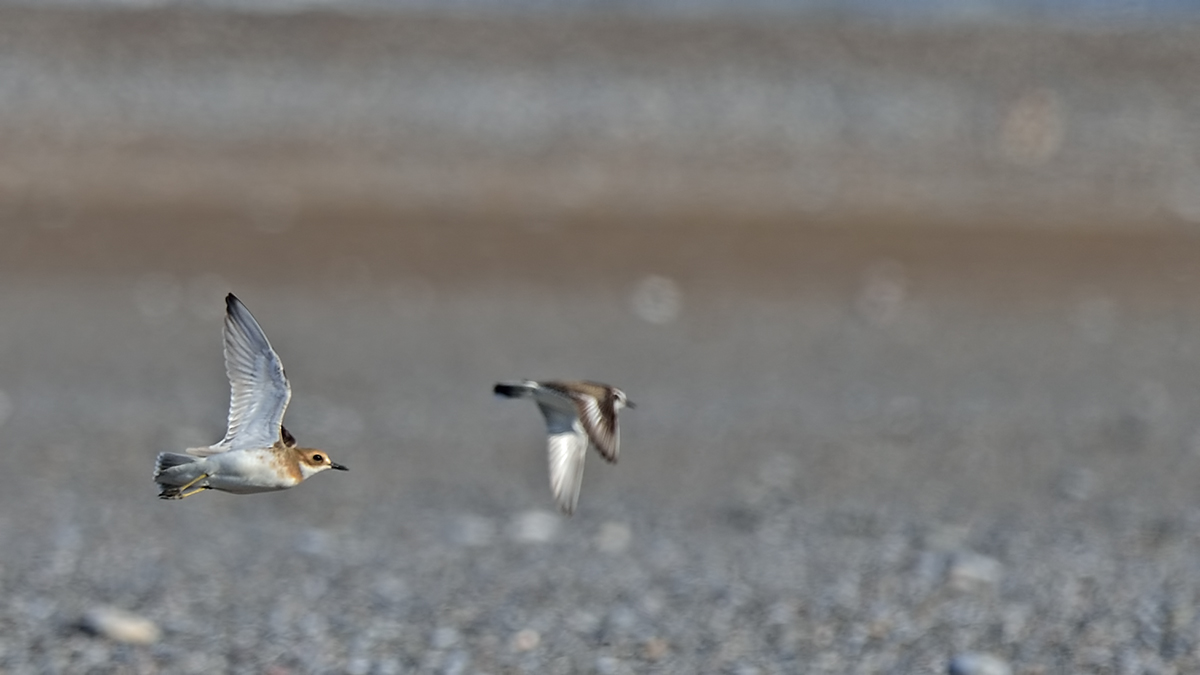 Greater Sand Plover