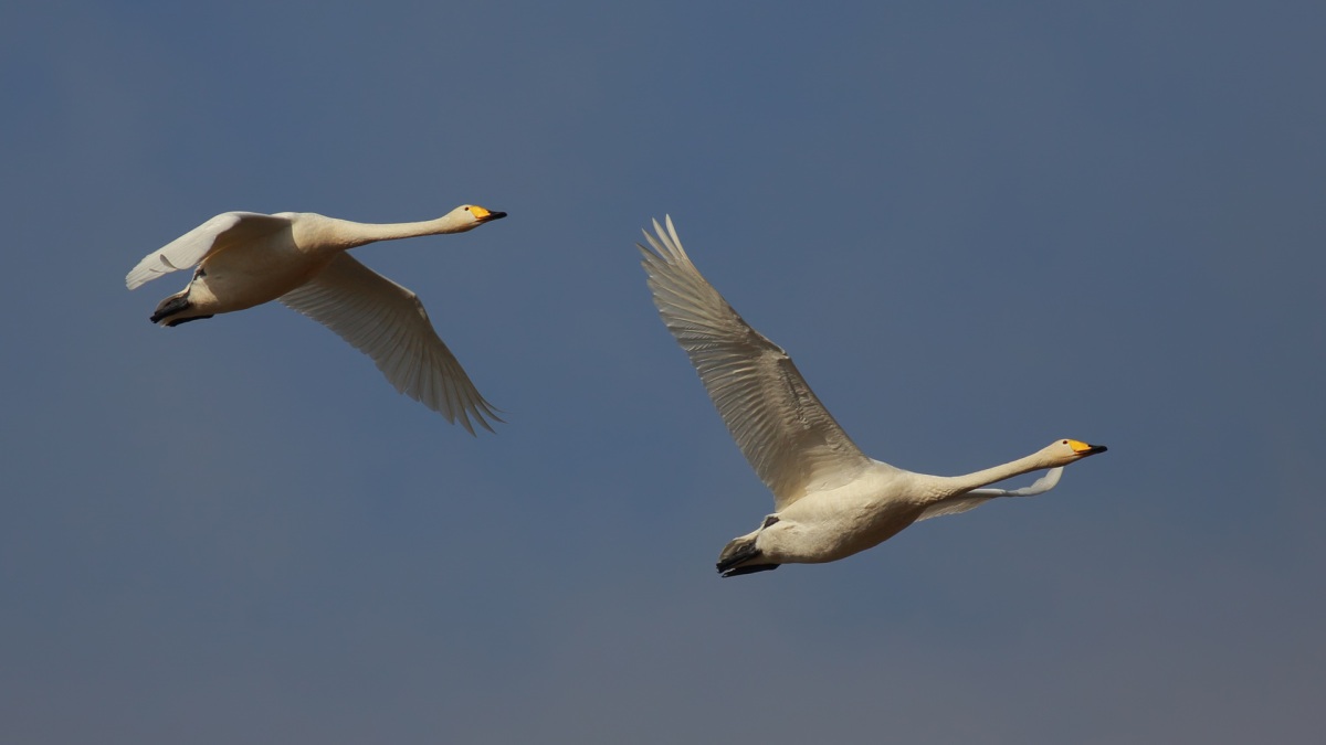 Whooper Swan
