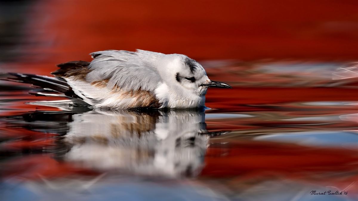 Little Gull