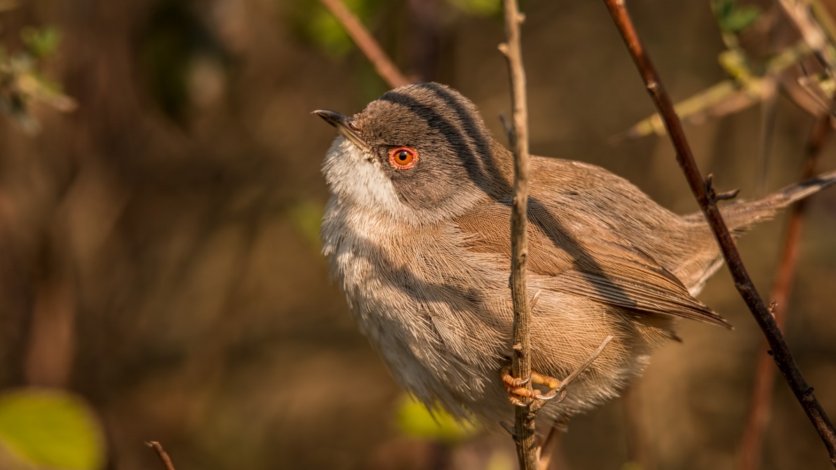 Sardinian Warbler