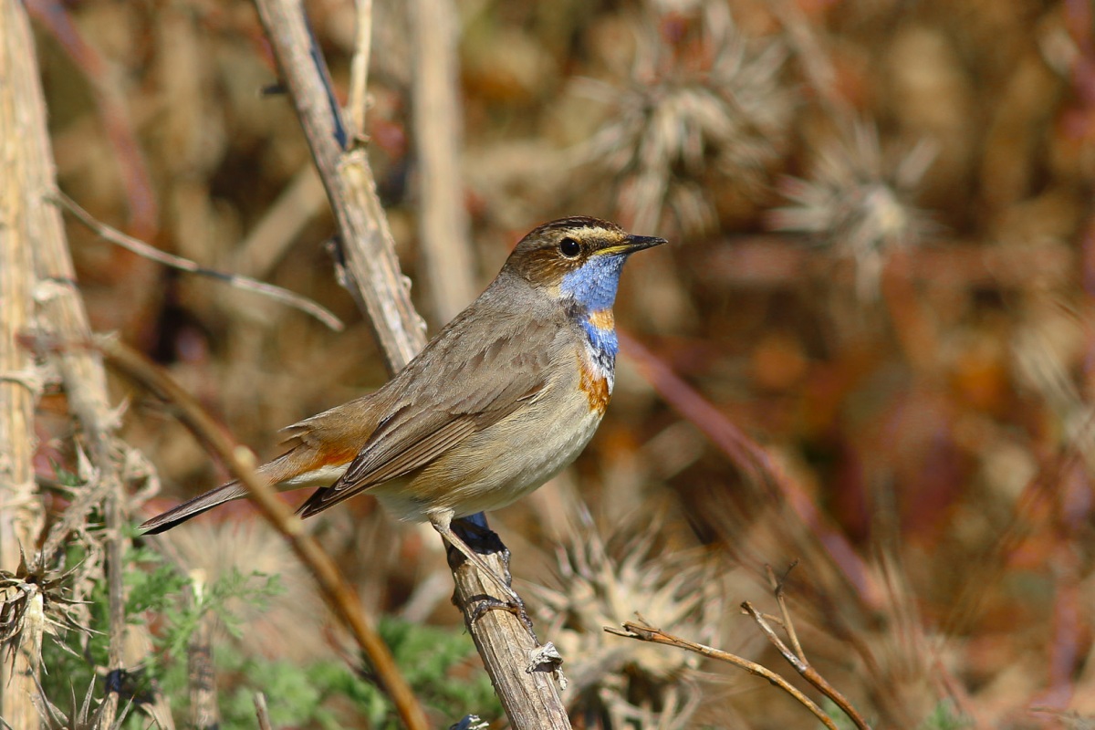 Bluethroat