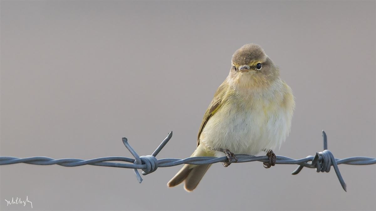 Common Chiffchaff