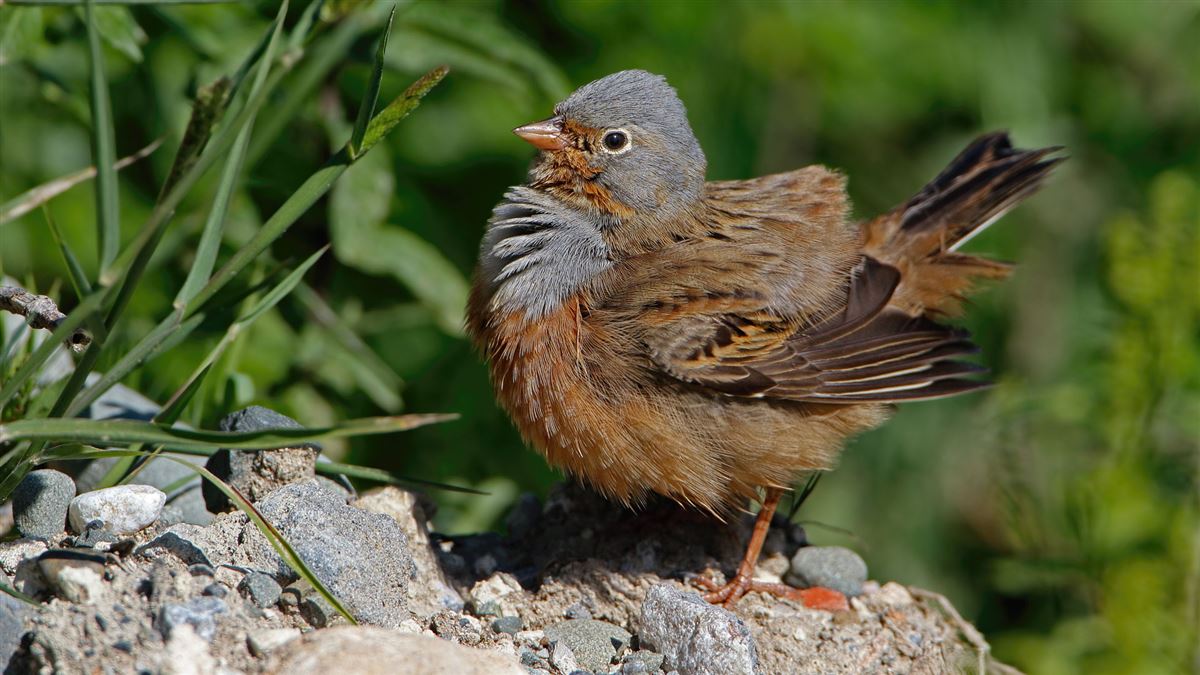 Cretzschmar`s Bunting