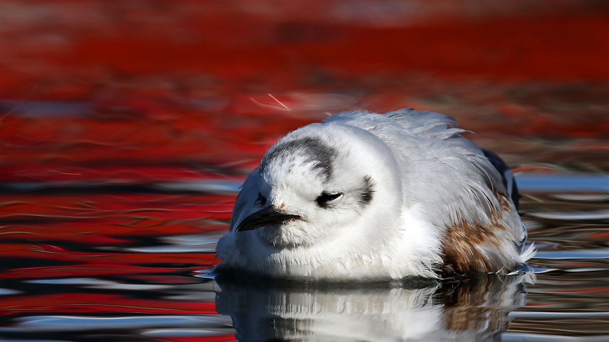 Little Gull