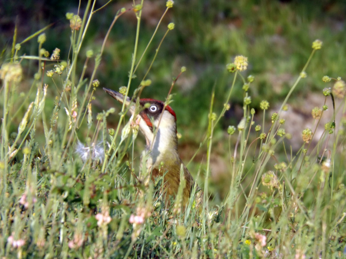 European Green Woodpecker