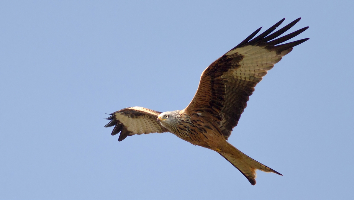 Red Kite