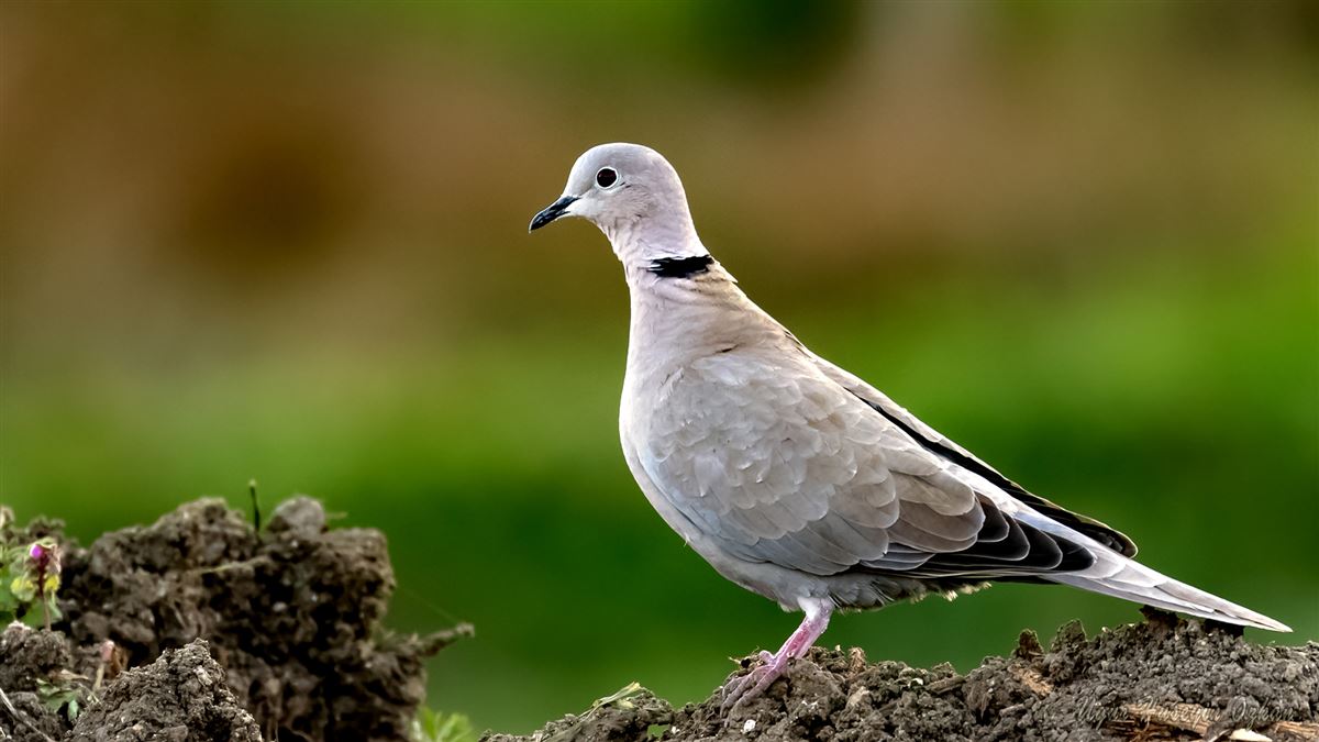 Eurasian Collared Dove