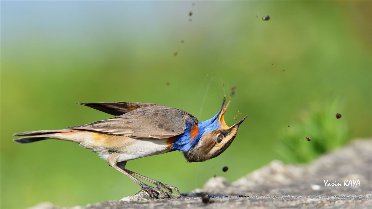 Bluethroat