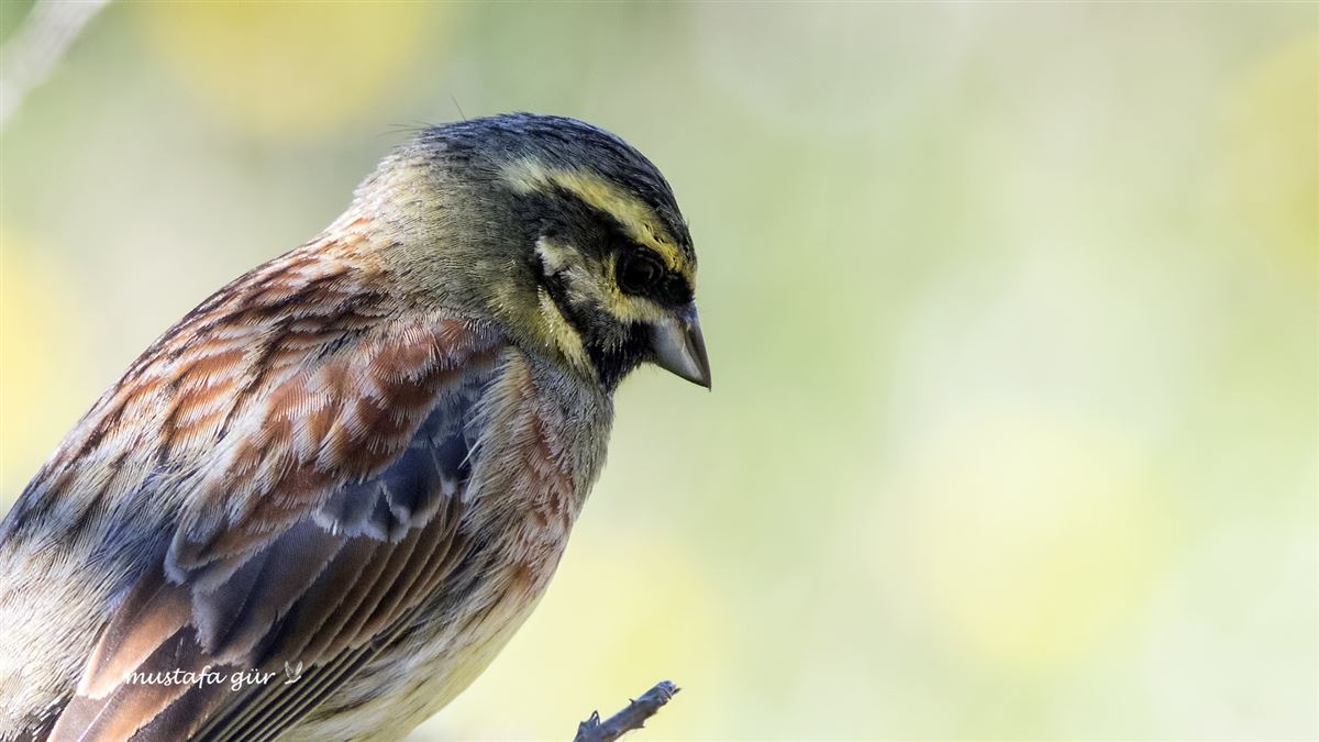 Cirl Bunting