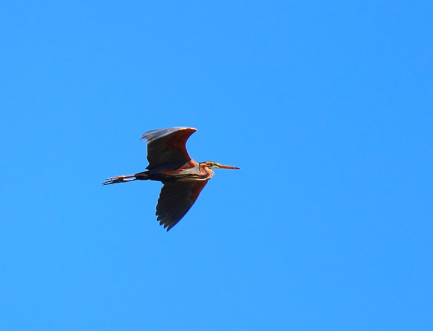 Purple Heron