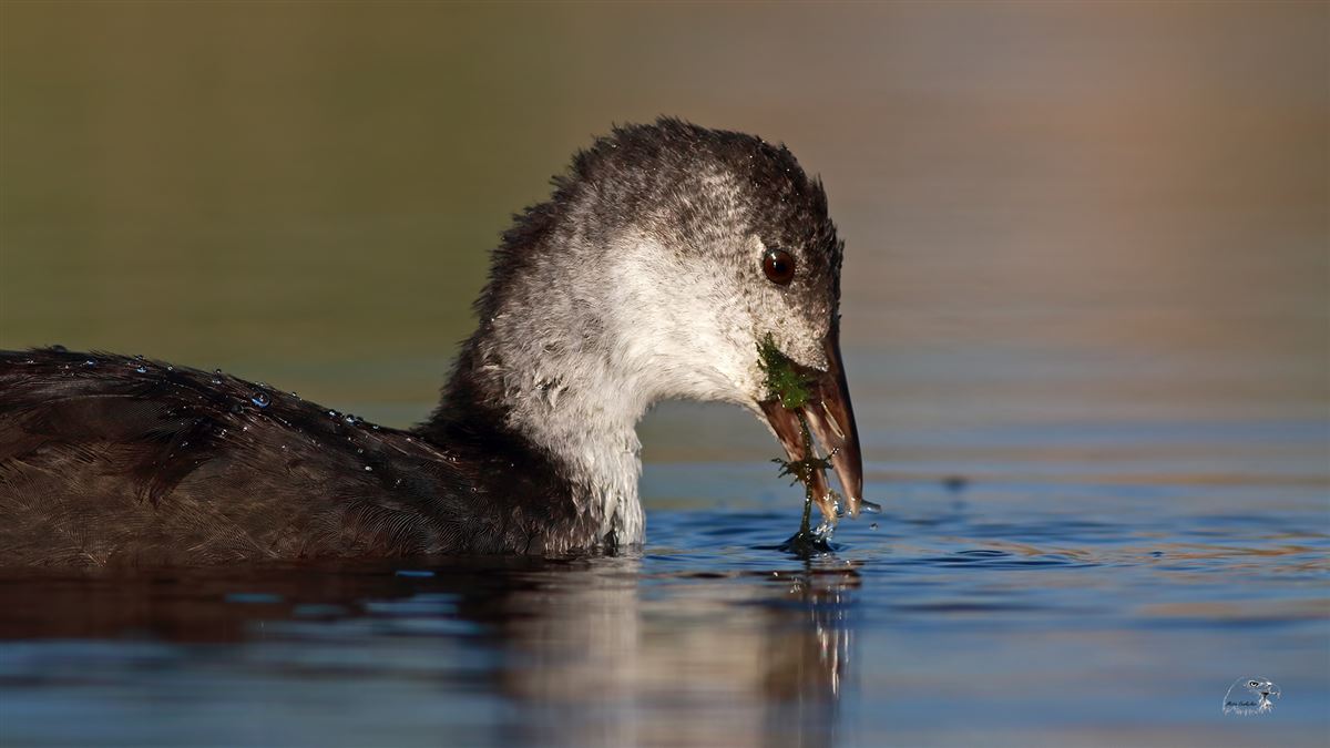 Eurasian Coot