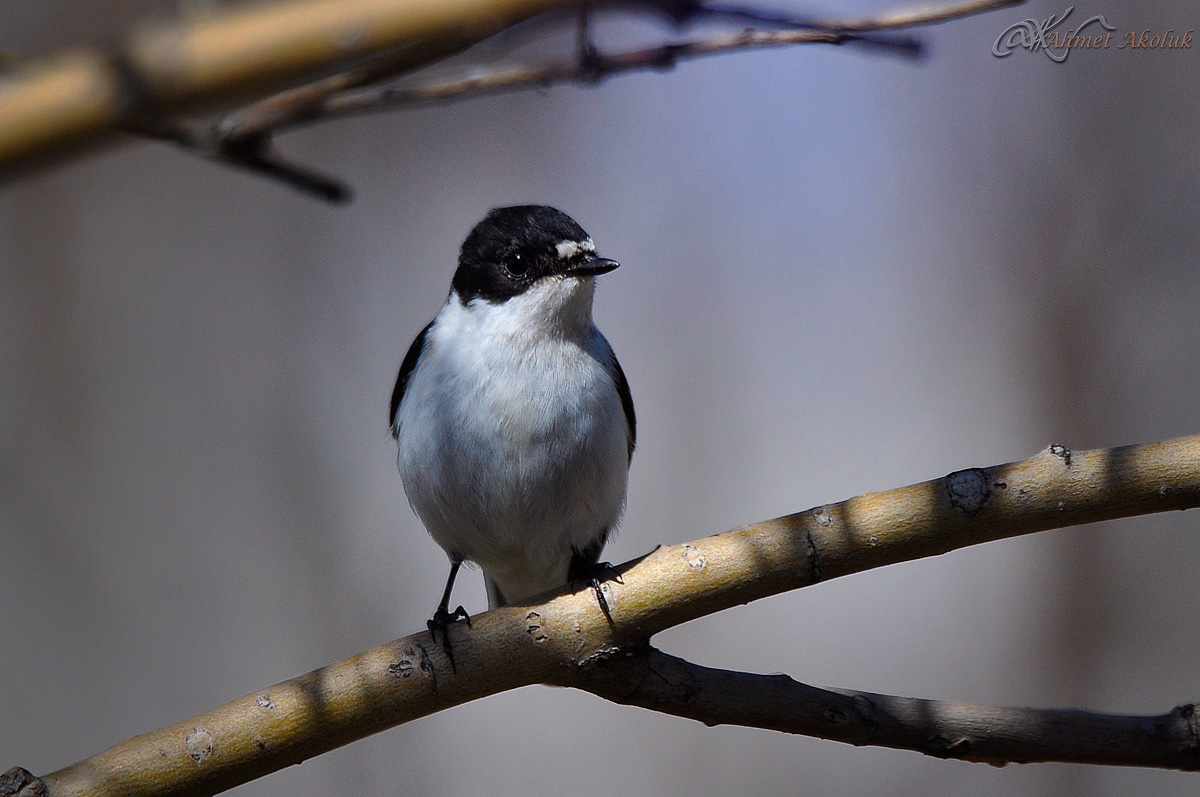 Semicollared Flycatcher