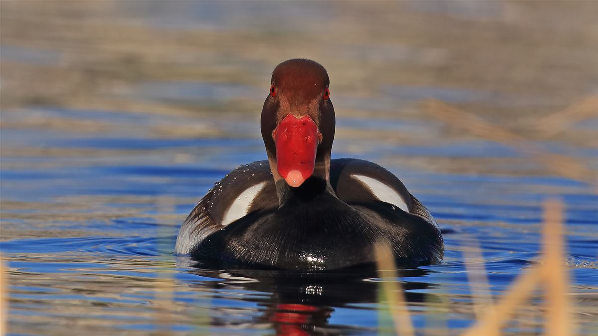 Red-crested Pochard