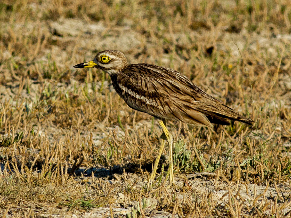 Eurasian Stone-curlew