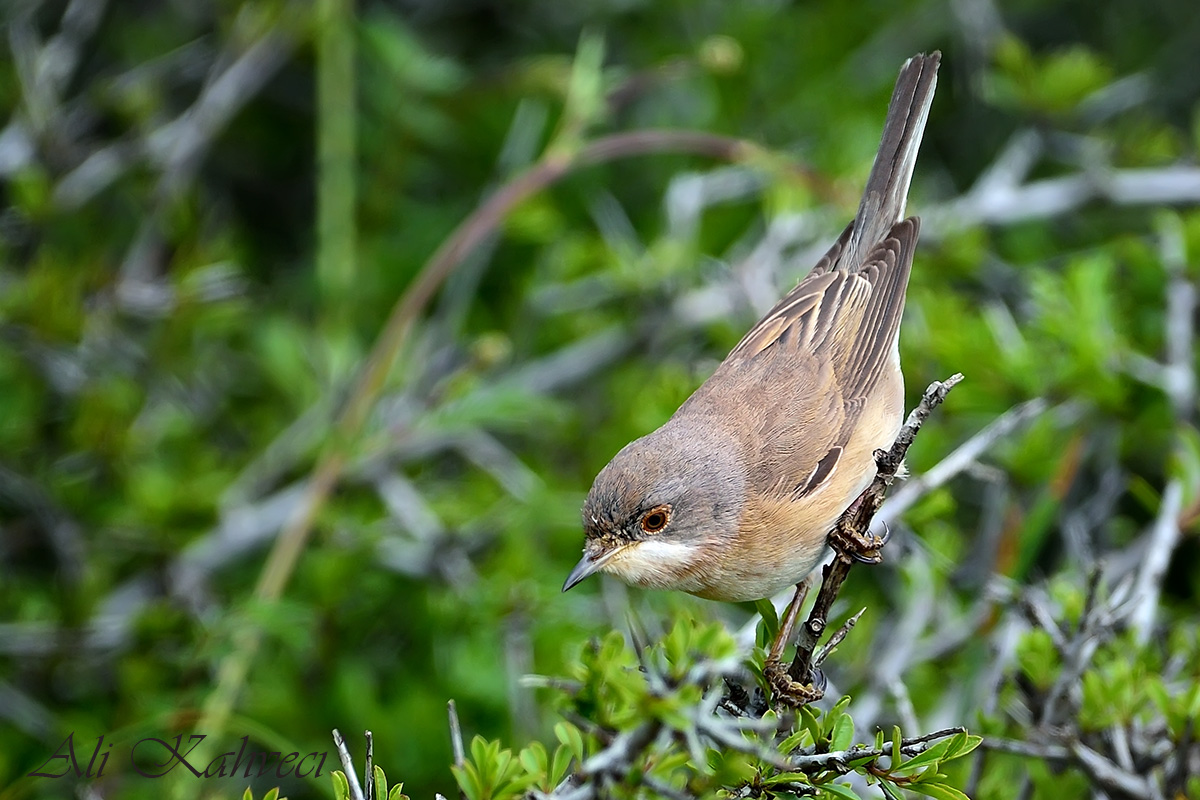 Subalpine Warbler