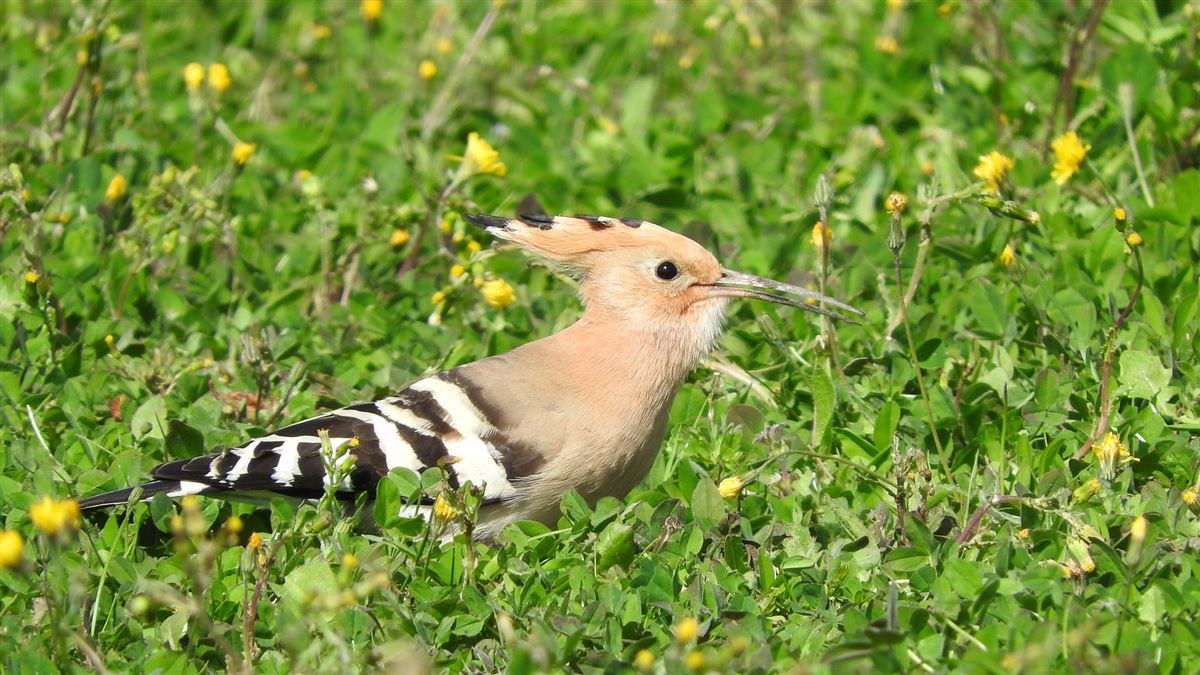 Common Hoopoe