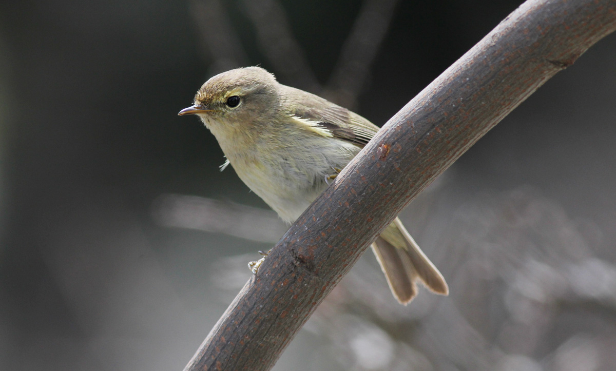 Common Chiffchaff