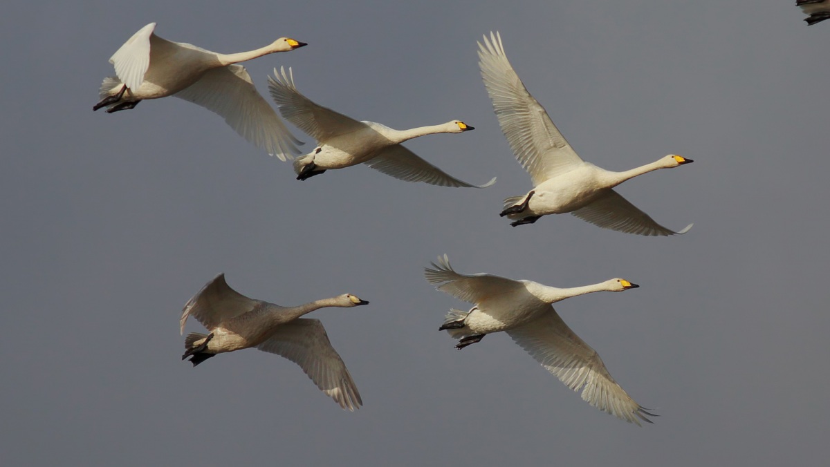 Whooper Swan