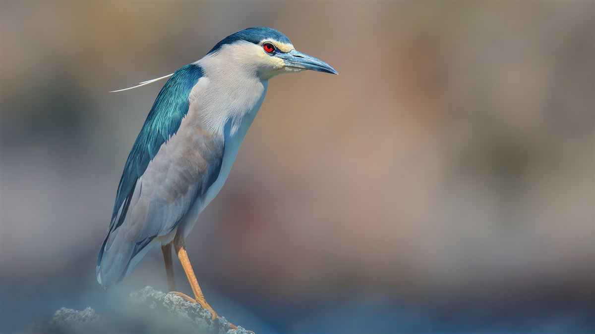 Black-crowned Night Heron