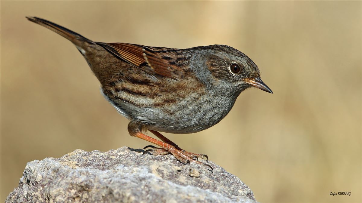 Dunnock
