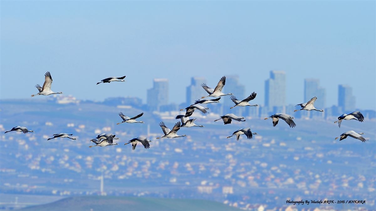 Demoiselle Crane