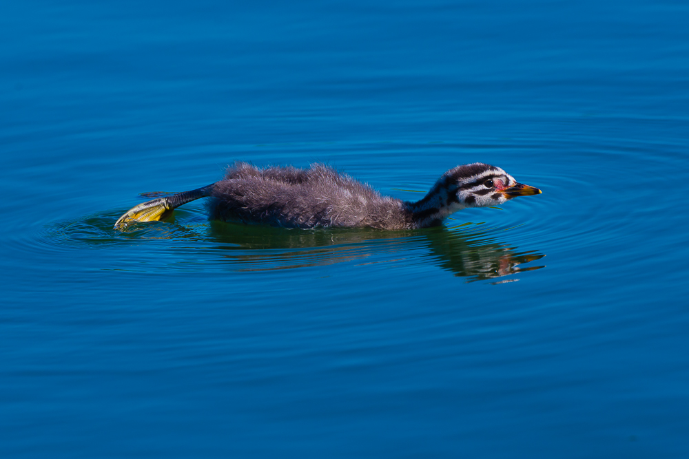 Red-necked Grebe