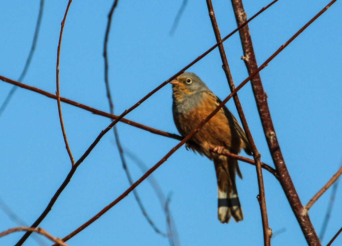 Cretzschmar`s Bunting