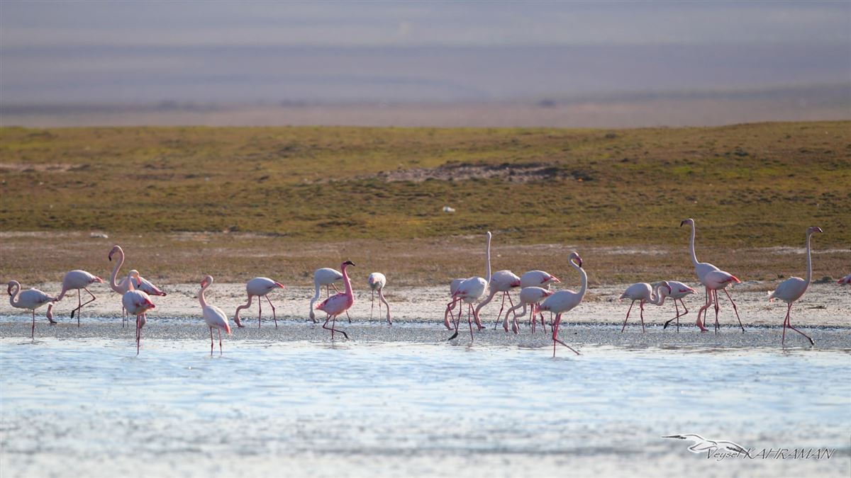 Küçük Flamingo