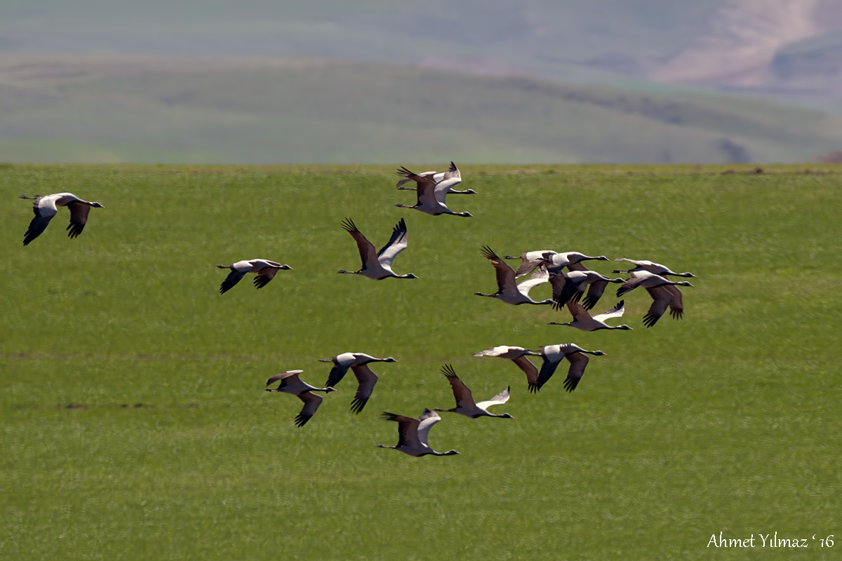 Demoiselle Crane