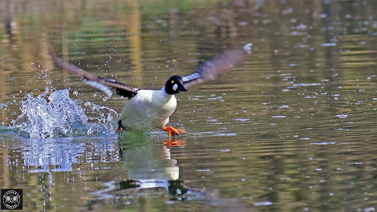 Common Goldeneye