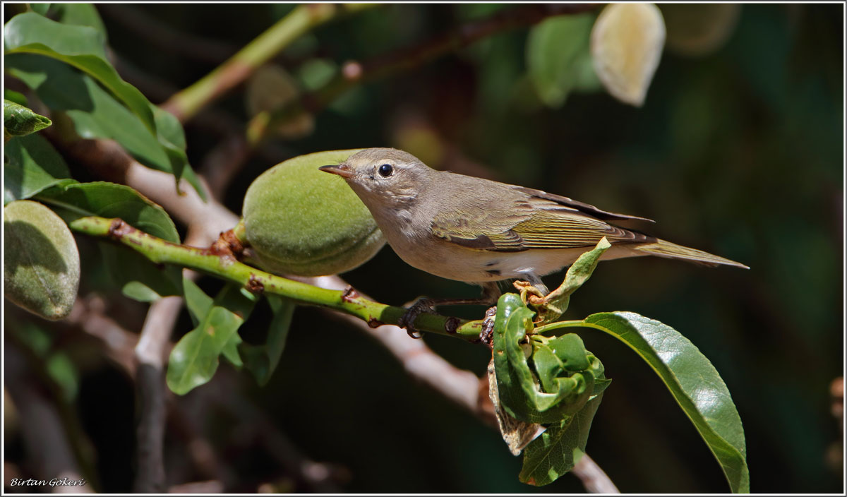 Eastern Bonelli`s Warbler
